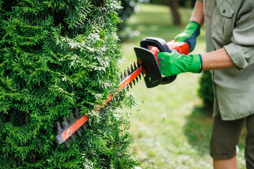 Professionnel en tenue de travail effectuant la taille d'une haie de conifères dans un jardin extérieur