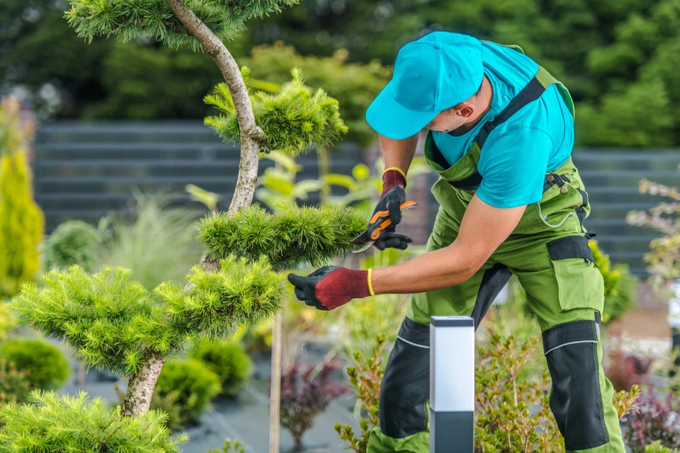 Un jardinier taille soigneusement des haies vertes vibrantes avec des ciseaux électriques par un après-midi ensoleillé, entouré de fleurs en fleurs